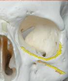 bonyligamentsskull.jpg